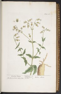 Tallerken 268, fra 