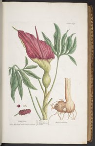 Plate 269, Dragons, or Dracontium, fra 'A Curious Herbal' av Elizabeth Blackwell