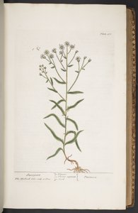 Tallerken 276, fra 'A Curious Herbal' av Elizabeth Blackwell