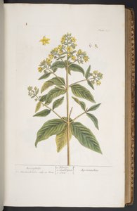 Tallerken 278, fra 'A Curious Herbal' av Elizabeth Blackwell