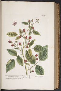 Tallerken 289, fra 