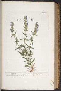 Tallerken 296, fra 'A Curious Herbal' av Elizabeth Blackwell