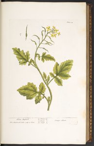 Tallerken 29, hvit sennep, fra 
