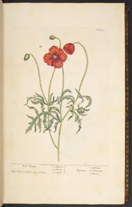 Tallerken 2, Red Poppy, fra 