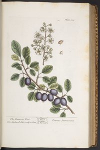 Tallerken 305, fra 'A Curious Herbal' av Elizabeth Blackwell