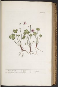 Tallerken 308, fra 'A Curious Herbal' av Elizabeth Blackwell