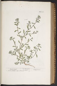 Tallerken 315, fra 'A Curious Herbal' av Elizabeth Blackwell