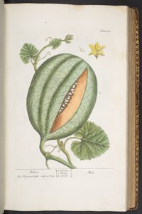 Tallerken 329, fra 
