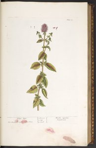 Tallerken 32, Water Mint, fra 