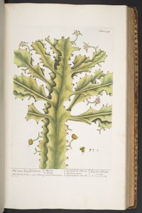 Tallerken 339, fra 