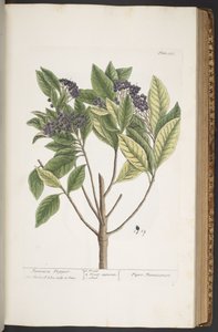 Tallerken 355, fra 