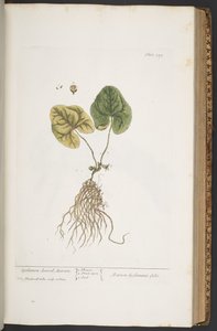 Tallerken 359, fra 