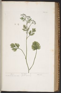 Tallerken 374, fra 'A Curious Herbal' av Elizabeth Blackwell