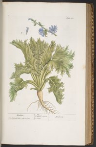 Tallerken 378, fra 'A Curious Herbal' av Elizabeth Blackwell