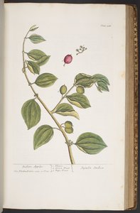 Tallerken 388, fra 