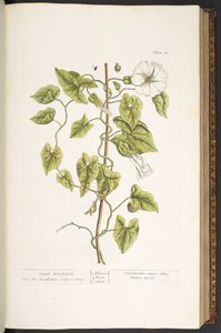 Tallerken 38, Great Bindweed, fra 