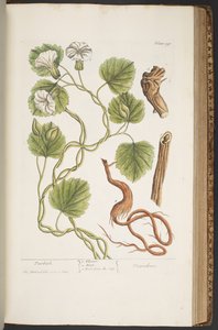 Tallerken 397, fra 