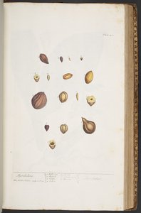 Tallerken 401, fra 'A Curious Herbal' av Elizabeth Blackwell