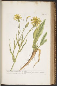Tallerken 406, fra 'A Curious Herbal' av Elizabeth Blackwell