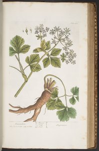 Plate 408, Alexanders, fra 'A Curious Herbal' av Elizabeth Blackwell