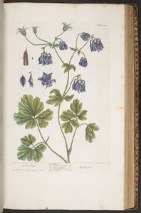 Tallerken 409, fra 
