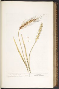Tallerken 40, Wheat, and Bearded Wheat, fra 