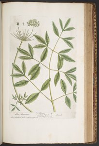 Tallerken 426, fra 'A Curious Herbal' av Elizabeth Blackwell