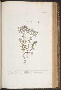 Tallerken 428, fra 'A Curious Herbal' av Elizabeth Blackwell