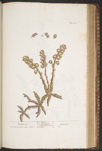 Plate 430, Toothwort, from 