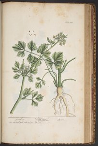 Tallerken 443, Smallage, fra 'A Curious Herbal' av Elizabeth Blackwell