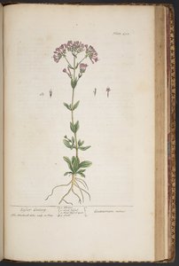 Tallerken 452, fra 