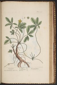 Tallerken 454, Cinquefoil, fra 