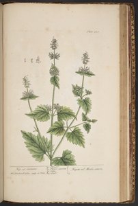 Plate 455, from 