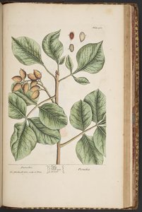 Tallerken 461, fra 'A Curious Herbal' av Elizabeth Blackwell