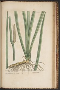 Tallerken 466, fra 'A Curious Herbal' av Elizabeth Blackwell