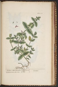 Tallerken 475, fra 'A Curious Herbal' av Elizabeth Blackwell