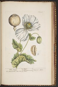 Tallerken 483, fra 