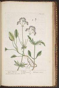 Tallerken 484, fra 
