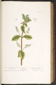 Tallerken 48, Brook Lime, fra 'A Curious Herbal' av Elizabeth Blackwell