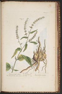 Plăcuța 491, de la „Un curios din plante medicinale” norvegiană av Elizabeth Blackwell