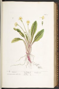 Tallerken 52, Primrose, fra 