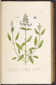 Tallerken 71, fra 'A Curious Herbal' av Elizabeth Blackwell