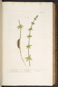 Tallerken 76, Cross Wort, fra 