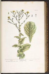 Tallerken 88, fra 'A Curious Herbal' av Elizabeth Blackwell