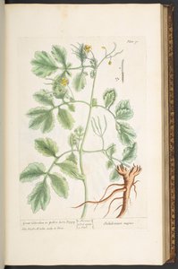 Tallerken 91, Great Celandine, eller Yellow Horn Poppy, fra 