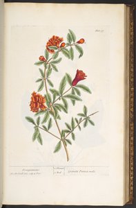 Tallerken 97, fra 'A Curious Herbal' av Elizabeth Blackwell