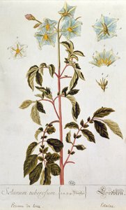 Potetblomster, tallerken fra 'Herbarium Blackwellianum' utgitt 1757 i Nürnberg, Tyskland (fargegravering) av Elizabeth Blackwell