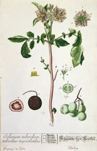 Potetplante og frukt, tallerken fra 