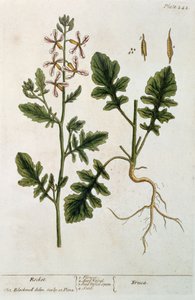 Rocket, plate 242 fra 'A Curious Herbal', utgitt 1782 (fargegravering)