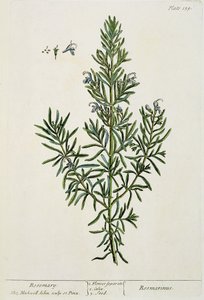 Rosmarinus Officinalis, fra 
